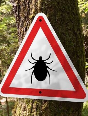 Atenție la căpușe! Vremea caldă a crescut activitatea acestora în zonele verzi Vremea neobișnuit de caldă din ultimele zile a dus la o creștere semnificativă a activității căpușelor în parcuri, grădini și zonele împădurite, atrag atenția autoritățile sanitare. O simplă plimbare în natură poate deveni periculoasă dacă nu sunt luate măsurile necesare de protecție.