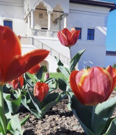 CJ Dâmbovița susține promovarea istoriei și turismului: Palatul Potlogi și laleaua ”Doamna Maria Brâncoveanu”, o destinație unică Palatul Potlogi din județul Dâmbovița, o bijuterie istorică ce reflectă tradițiile și cultura românească, este locul ideal pentru o escapadă culturală