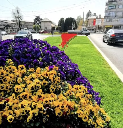 Primăria Târgoviște investește în spațiile verzi pentru un oraș mai verde și mai plăcut Autoritățile locale din Târgoviște continuă să investească în înfrumusețarea orașului și în revitalizarea spațiilor verzi, un obiectiv important pentru creșterea calității vieții locuitorilor