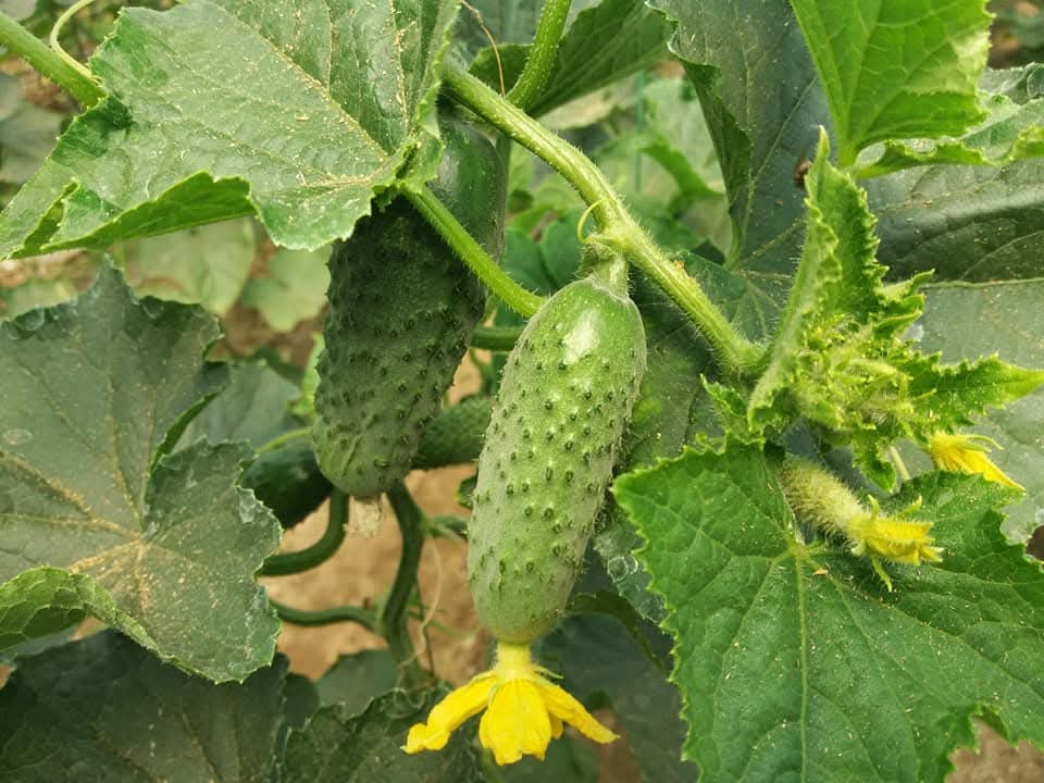 Guvernul a aprobat ieri schema de ajutor „Ajutor de minimis pentru aplicarea Programului de susţinere a producţiei de legume cultivate în spaţii protejate”, o măsură esențială care vine în sprijinul legumicultorilor din România, pentru perioada 2025-2027.