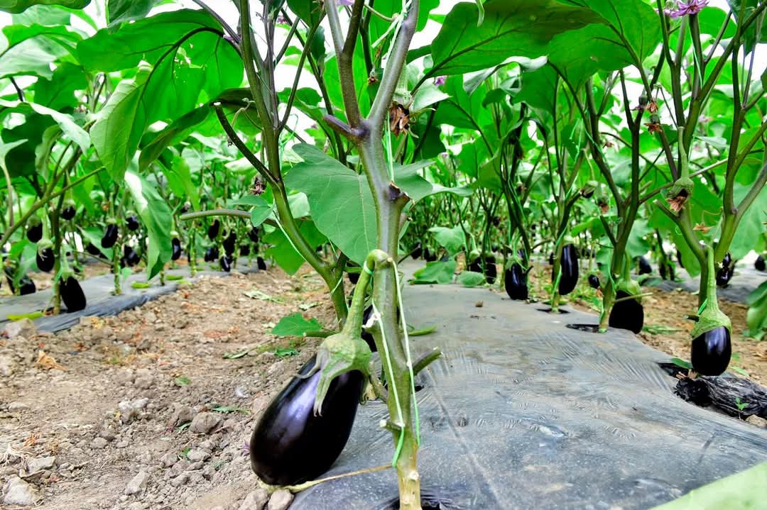 Guvernul a aprobat ieri schema de ajutor „Ajutor de minimis pentru aplicarea Programului de susţinere a producţiei de legume cultivate în spaţii protejate”, o măsură esențială care vine în sprijinul legumicultorilor din România, pentru perioada 2025-2027.