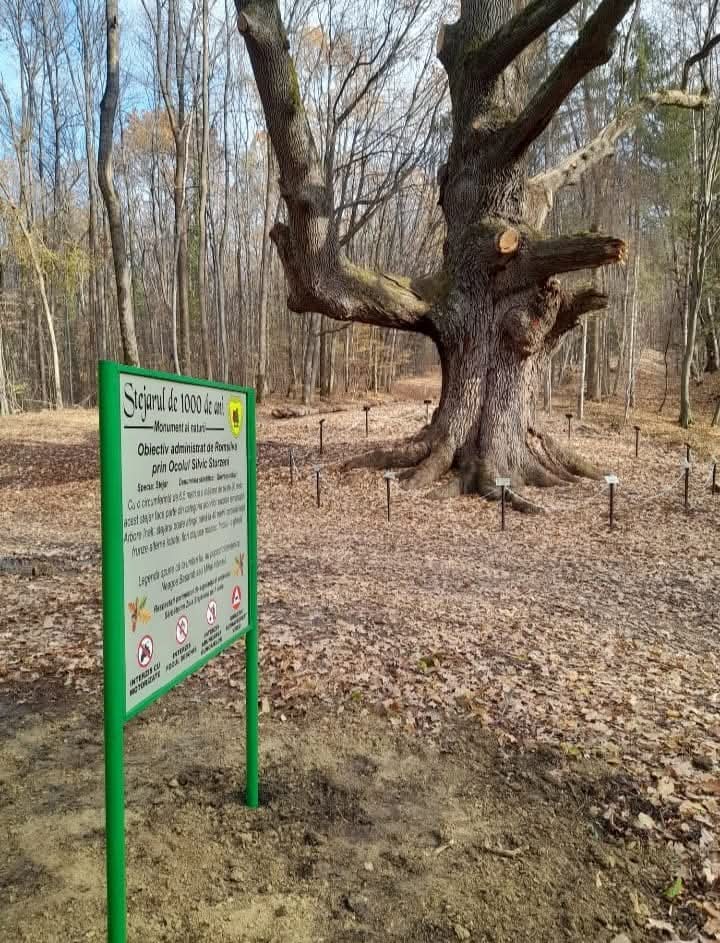 În inima pădurilor din Dâmbovița, echipa inimoasă la Romsilva Ocolul Silvic Sturzeni lucrează intens la crearea unui traseu tematic unic, în jurul unui stejar de 1000 de ani,