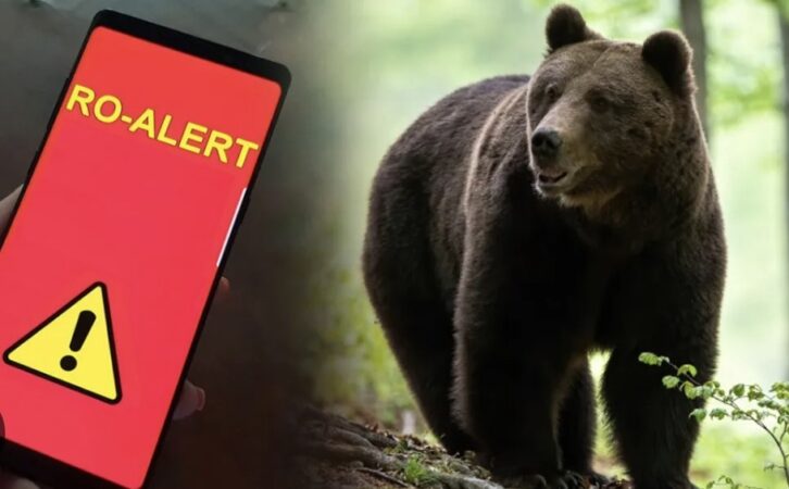Pericol în Răzvad: RO-Alert transmis populației, urs semnalat în zona Gura Leului – Gura Văii Locuitorii din comuna Răzvad, județul Dâmbovița, au fost avertizați ieri dimineață, în jurul orei 06:40, printr-un mesaj RO-Alert, cu privire la prezența unui urs în zona Gura Leului – Gura Văii. Animalul sălbatic a fost observat de localnici, iar autoritățile au intervenit de urgență.