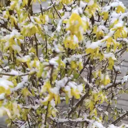 Atenție, dâmbovițeni! Se întoarce ierna, în perioada 4 – 8 aprilie Vremea se va răci semnificativ în această perioadă, iar iarna revine în forță și în județul Dâmbovița și în alte zone din țară. Temperaturile maxime vor varia între 0 și 11 grade,