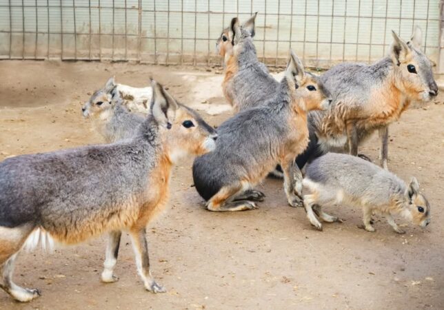 „Messi” face spectacol la Zoo Târgoviște – nu e fotbalist, ci noul pui de Mara! Grădina Zoologică din Târgoviște are un nou motiv de bucurie: în colecția iepurilor de Patagonia (Mara) a apărut un nou membru, un pui adorabil care a primit numele... „Messi”! Nu pentru că ar da goluri, ci pentru că este extrem de rapid, energic și plin de viață – exact ca celebrul fotbalist argentinian.