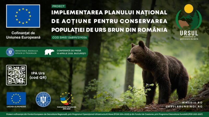 România știe, în sfârșit, câți urși are: Între 10.000 și 13.000 de exemplare, potrivit unui studiu genetic unic în lume România marchează o premieră mondială în conservarea faunei sălbatice. Pentru prima dată, țara noastră are o estimare științifică riguroasă a populației de urs brun,
