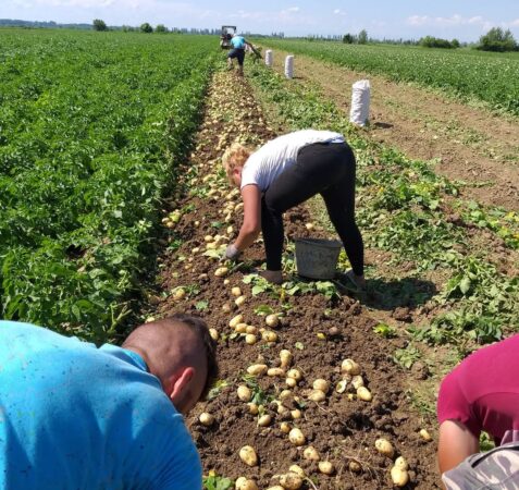 Atenție fermieri! 30 mai 2025 este ultima zi pentru depunerea cererilor de plată la APIA Atenție fermieri! 30 mai 2025 este ultima zi pentru depunerea cererilor de plată la APIA