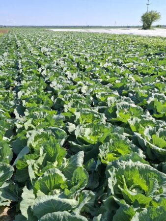 „Creditul Fermierului”, un nou ajutor de minimis propus de MADR pentru sprijinirea agriculturii „Creditul Fermierului”, un nou ajutor de minimis propus de MADR pentru sprijinirea agriculturii