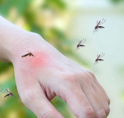 DSP Dâmbovița avertizează: Țânțarii și căpușele pot transmite boli periculoase DSP Dâmbovița avertizează: Țânțarii și căpușele pot transmite boli periculoase