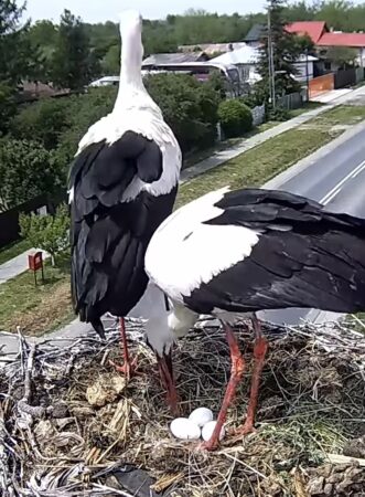 Minune în direct la Răcari: O familie de berze clocește trei ouă, iar întreaga comunitate le urmărește live Minune în direct la Răcari: O familie de berze clocește trei ouă, iar întreaga comunitate le urmărește live