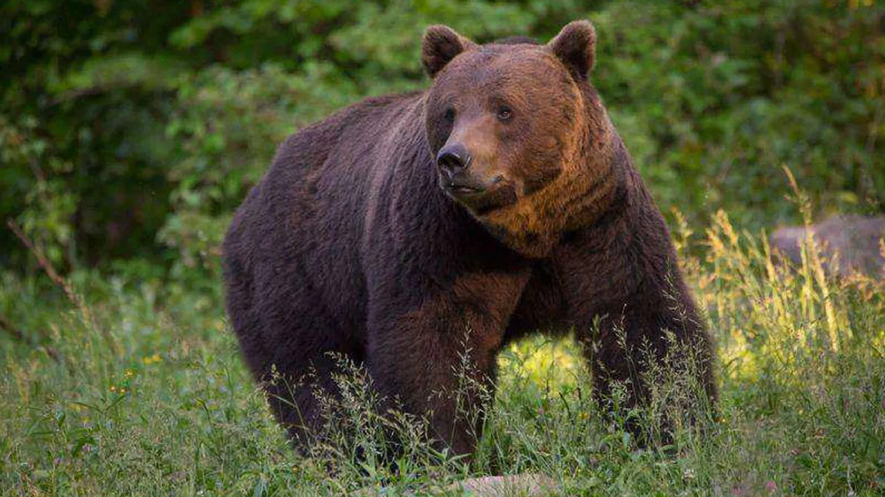 RO-Alert emis la Vișinești din cauza prezenței unui urs în apropierea gospodăriilor