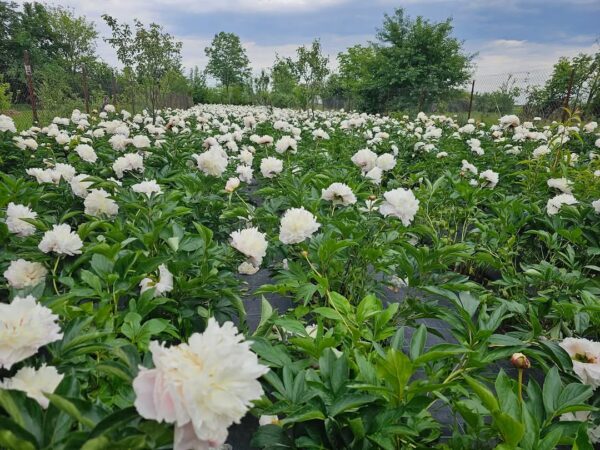 Regatul bujorilor din Mărginenii de Sus, comuna dâmbovițeană Dărmănești Regatul bujorilor din Mărginenii de Sus, comuna dâmbovițeană Dărmănești