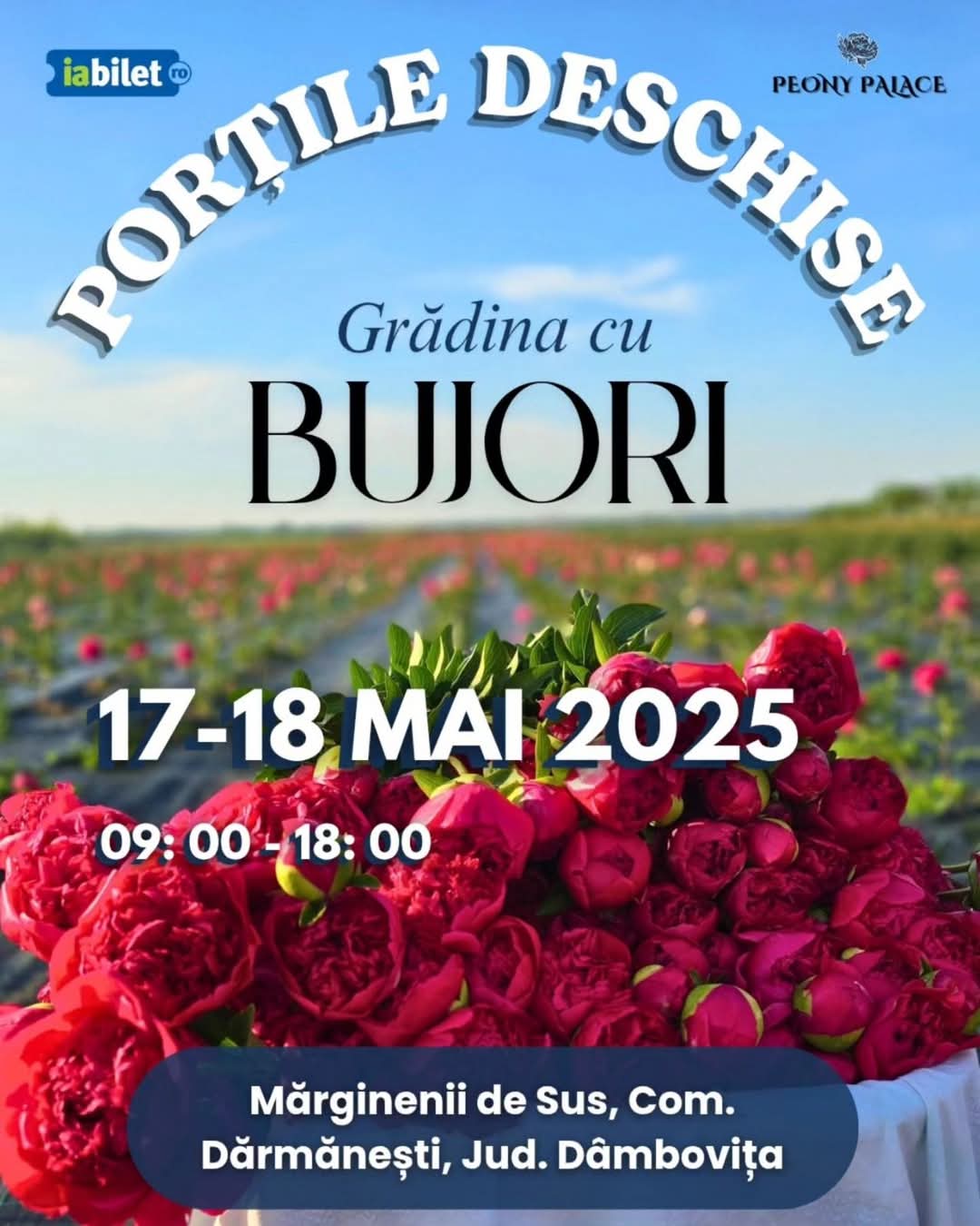 Regatul bujorilor din Mărginenii de Sus, comuna dâmbovițeană Dărmănești