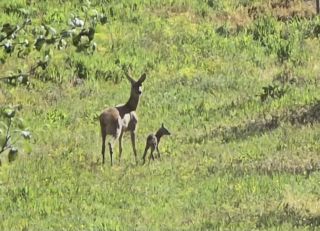 Semnal de alarmă de la Ocolul Silvic Sturzeni: Lăsați puii de căprioară în grija naturii!