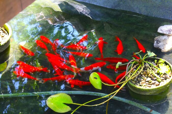 Spectacol de culoare la Zoo Târgoviște: Iazul cu crapi Koi încântă vizitatorii! Spectacol de culoare la Zoo Târgoviște: Iazul cu crapi Koi încântă vizitatorii!