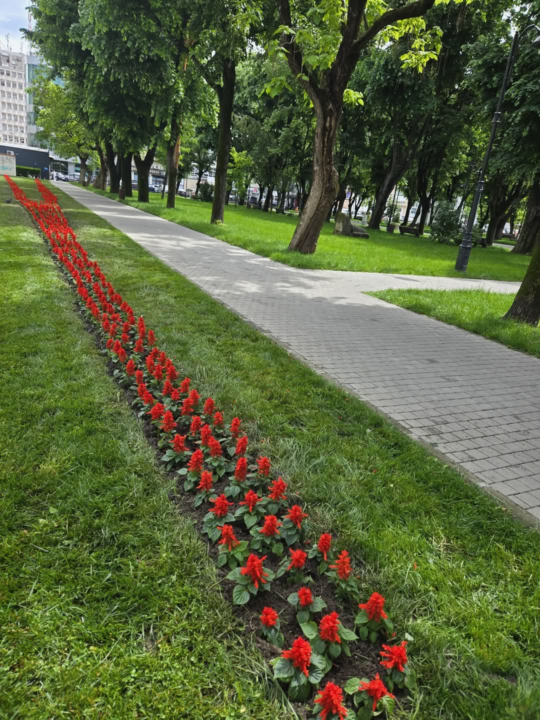 Târgoviște înflorește, chiar și sub stropii de ploaie: Administrația locală continuă modernizarea spațiilor verzi