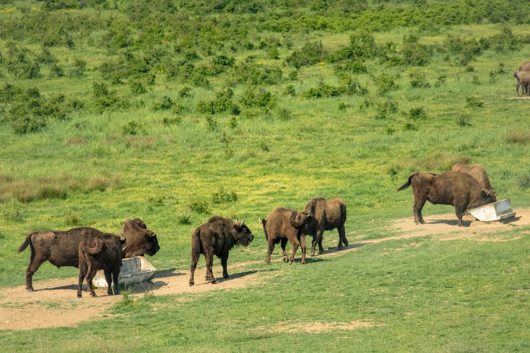 Zimbrii de la Bucșani, surprinși la ora mesei, un spectacol natural în inima Dâmboviței
