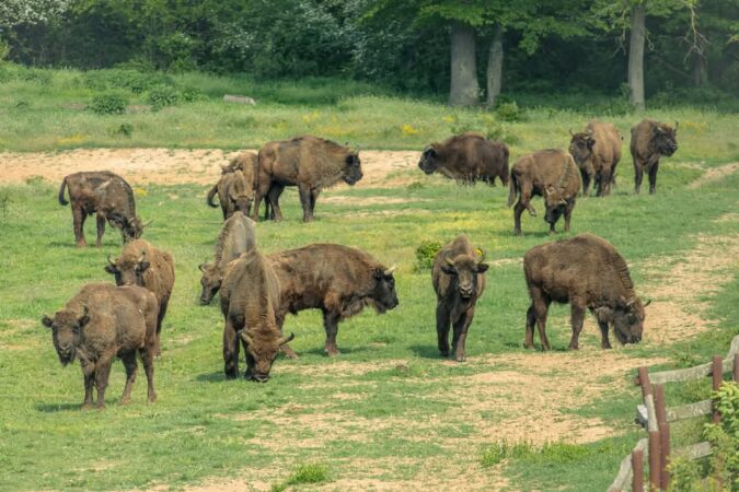 Zimbrii de la Bucșani, surprinși la ora mesei, un spectacol natural în inima Dâmboviței Zimbrii de la Bucșani, surprinși la ora mesei, un spectacol natural în inima Dâmboviței