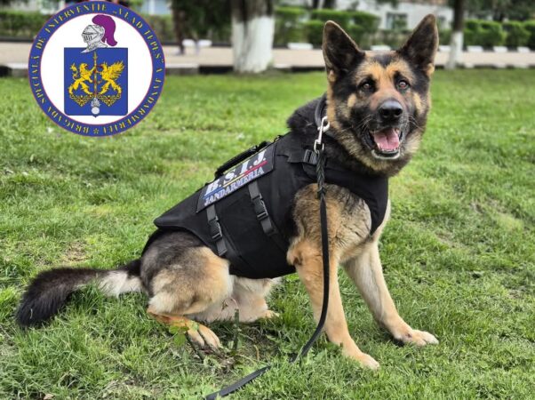 Când loialitatea poartă vestă antiglonț: Faceți cunoștință cu Zef, un membru patruped de excepție al BSIJ Când loialitatea poartă vestă antiglonț: Faceți cunoștință cu Zef, un membru patruped de excepție al BSIJ