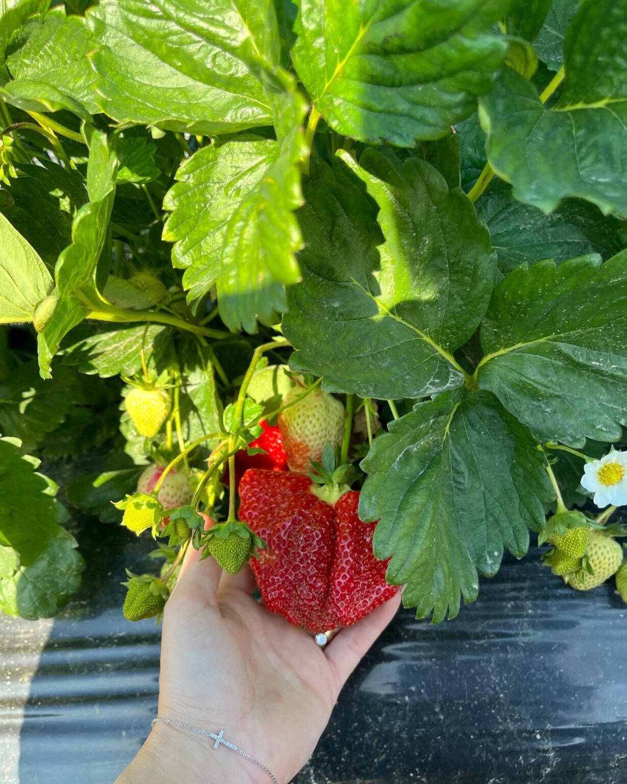 APIA a început plățile pentru Sprijinul Cuplat – Campania 2024 APIA a început plățile pentru Sprijinul Cuplat – Campania 2024