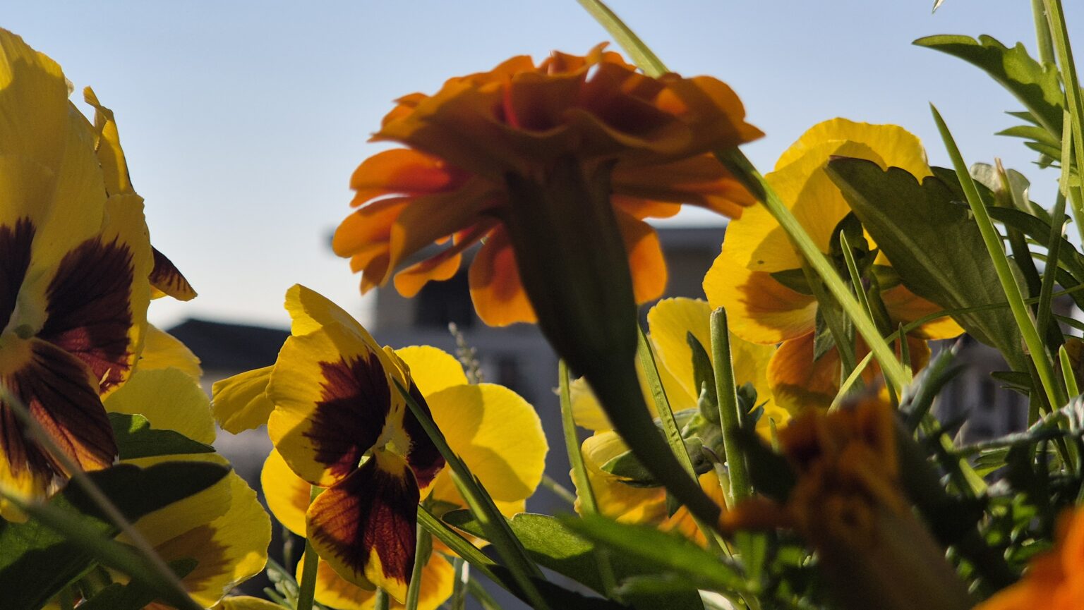 Astăzi, 17 iunie 2025, vreme extremă: Caniculă în sud, furtuni în vest Astăzi, 17 iunie 2025, vreme extremă: Caniculă în sud, furtuni în vest