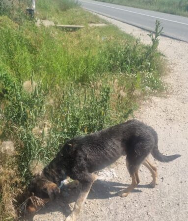 Autoritățile locale trag un semnal de alarmă: Abandonul animalelor este o infracțiune