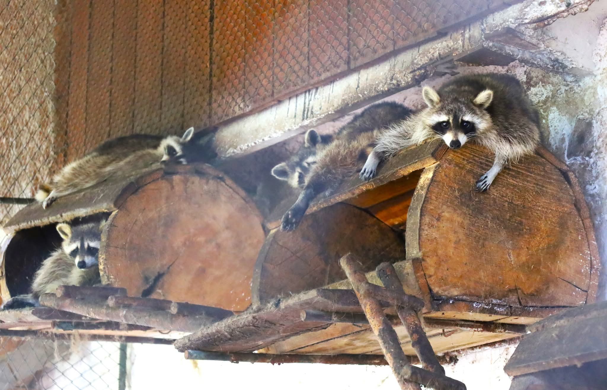 Aventură la Zoo Târgoviște: Un colț de natură, aproape de inima orașului