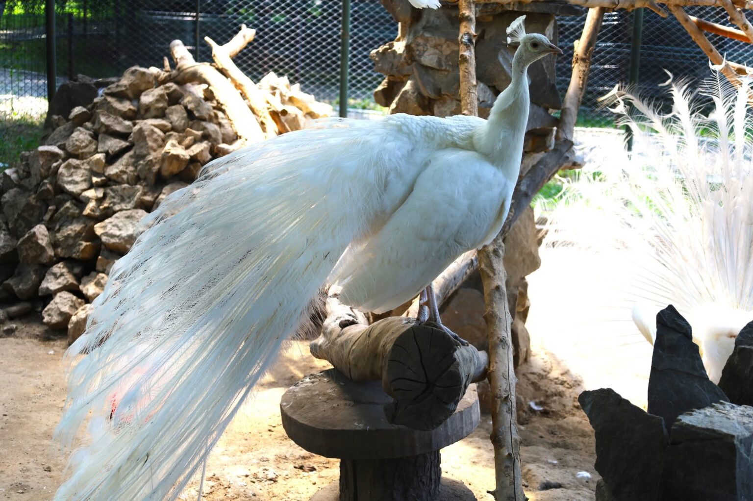 Aventură la Zoo Târgoviște: Un colț de natură, aproape de inima orașului Aventură la Zoo Târgoviște: Un colț de natură, aproape de inima orașului