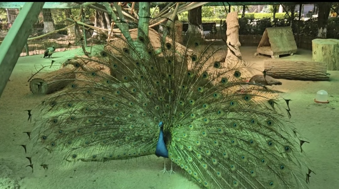 Aventură la Zoo Târgoviște: Un colț de natură, aproape de inima orașului