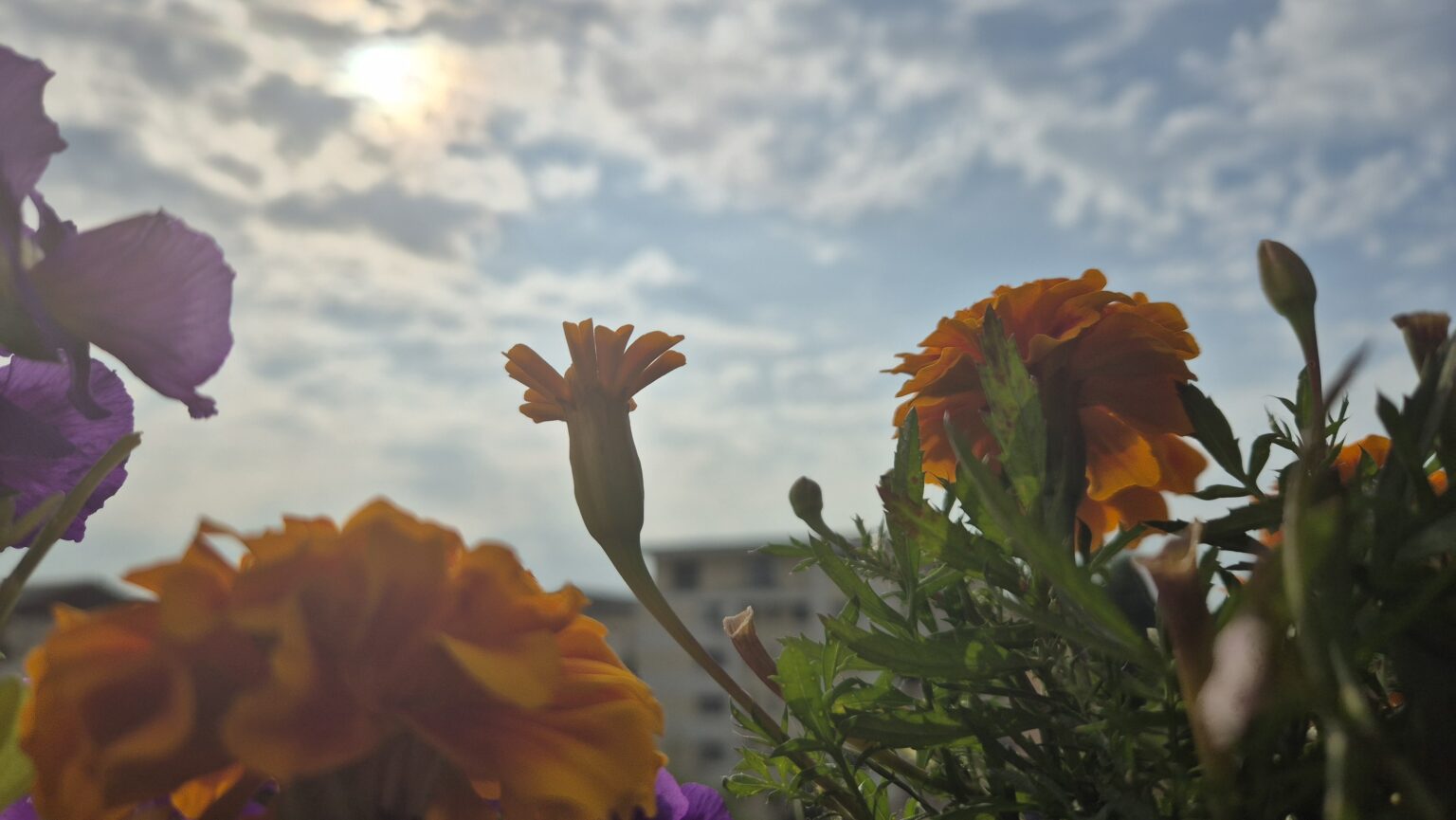 Caniculă în Dâmbovița: Val de căldură peste județ, urmează zile toride Caniculă în Dâmbovița: Val de căldură peste județ, urmează zile toride