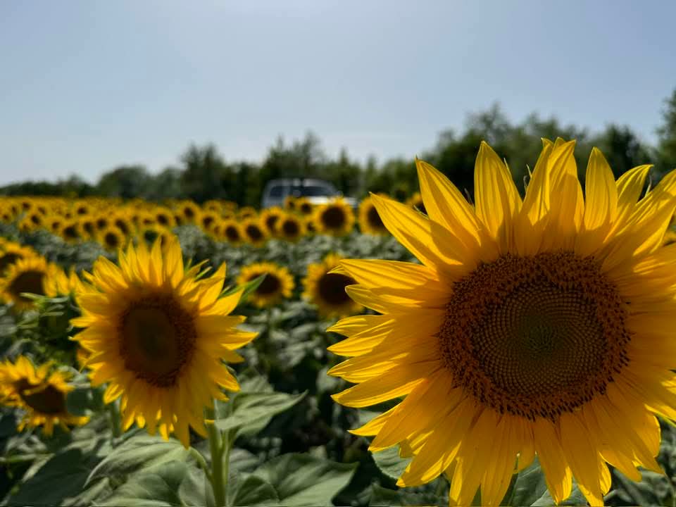Caniculă în județul Dâmbovița, urmează zile autentice de vară