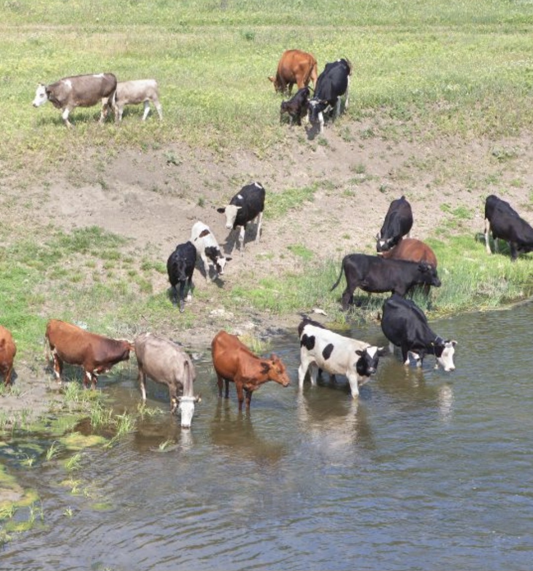 DSVSA Dâmbovița: Măsuri esențiale pentru protecția animalelor în contextul caniculei