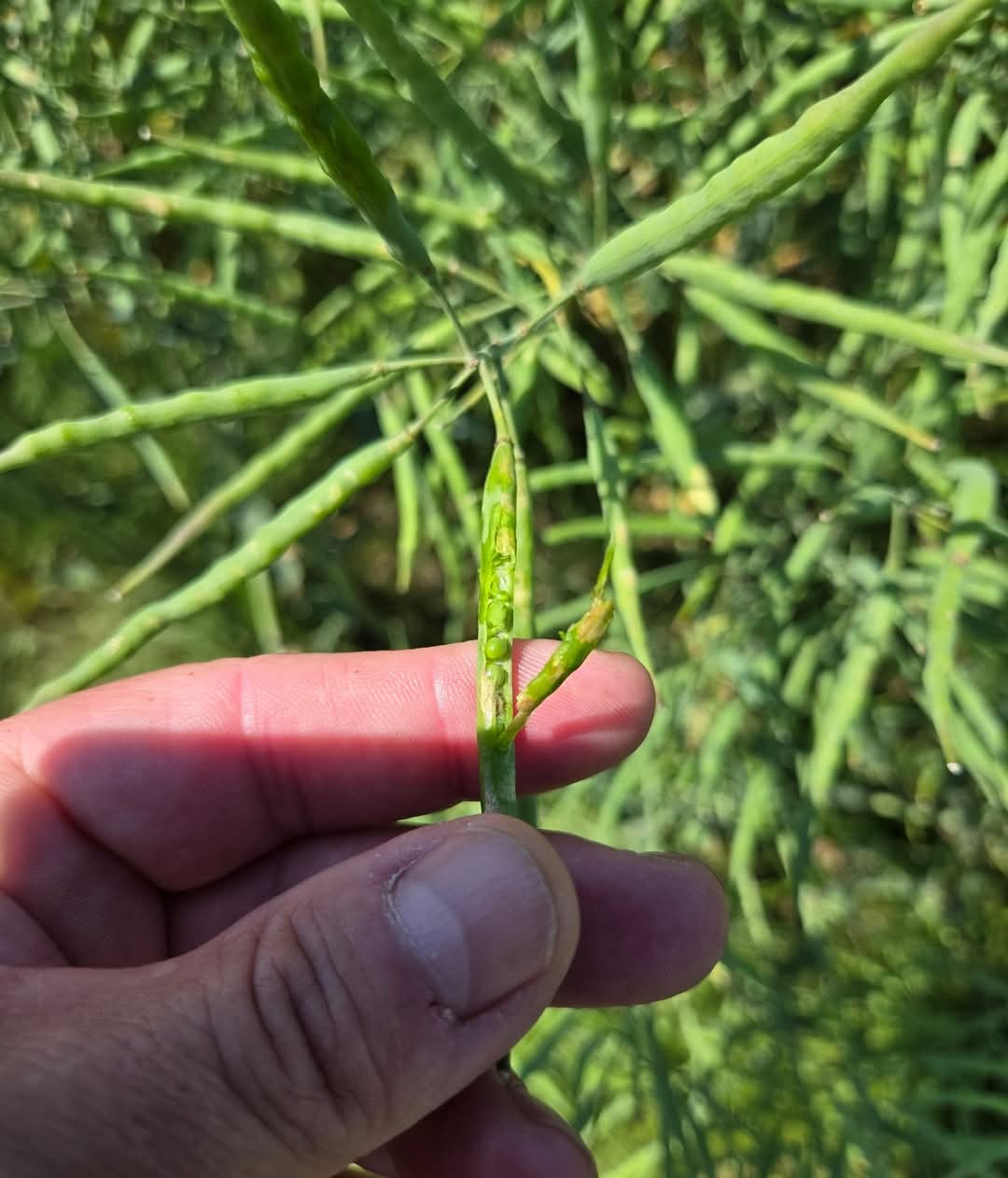 După ploi abundente, specialiștii de la Direcția Agricolă Dâmbovița au ieșit pe teren: Munca fermierului nu se oprește niciodată