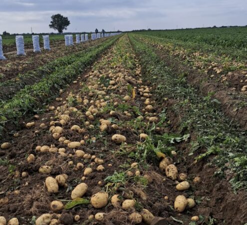 Plățile pentru sprijinul cuplat în agricultură au început: Fermierii primesc sume consistente Plățile pentru sprijinul cuplat în agricultură au început: Fermierii primesc sume consistente