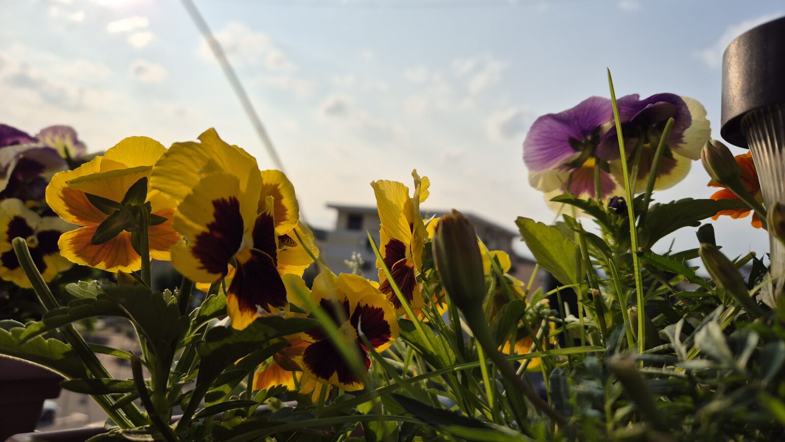 Săptămâna începe cu soare și temperaturi ridicate! Săptămâna începe cu soare și temperaturi ridicate!