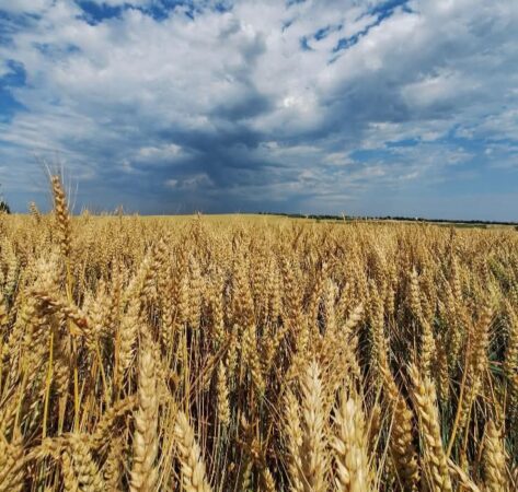 Un nou val de caniculă lovește județul Dâmbovița, temperaturi de până la 37°C Un nou val de caniculă lovește județul Dâmbovița, temperaturi de până la 37°C