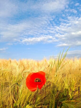 Vreme schimbătoare astăzi, 9 iunie 2025: Soare arzător dimineața, furtuni după-amiaza Vreme schimbătoare astăzi, 9 iunie 2025: Soare arzător dimineața, furtuni după-amiaza