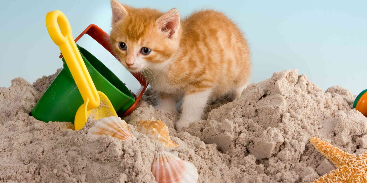 Hidratarea pisicii pe timp de vară: ce trebuie să știi + recomandări de produse