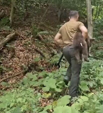 Capturarea unuia dintre puii ursoaicei agresive de pe Transfăgărășan