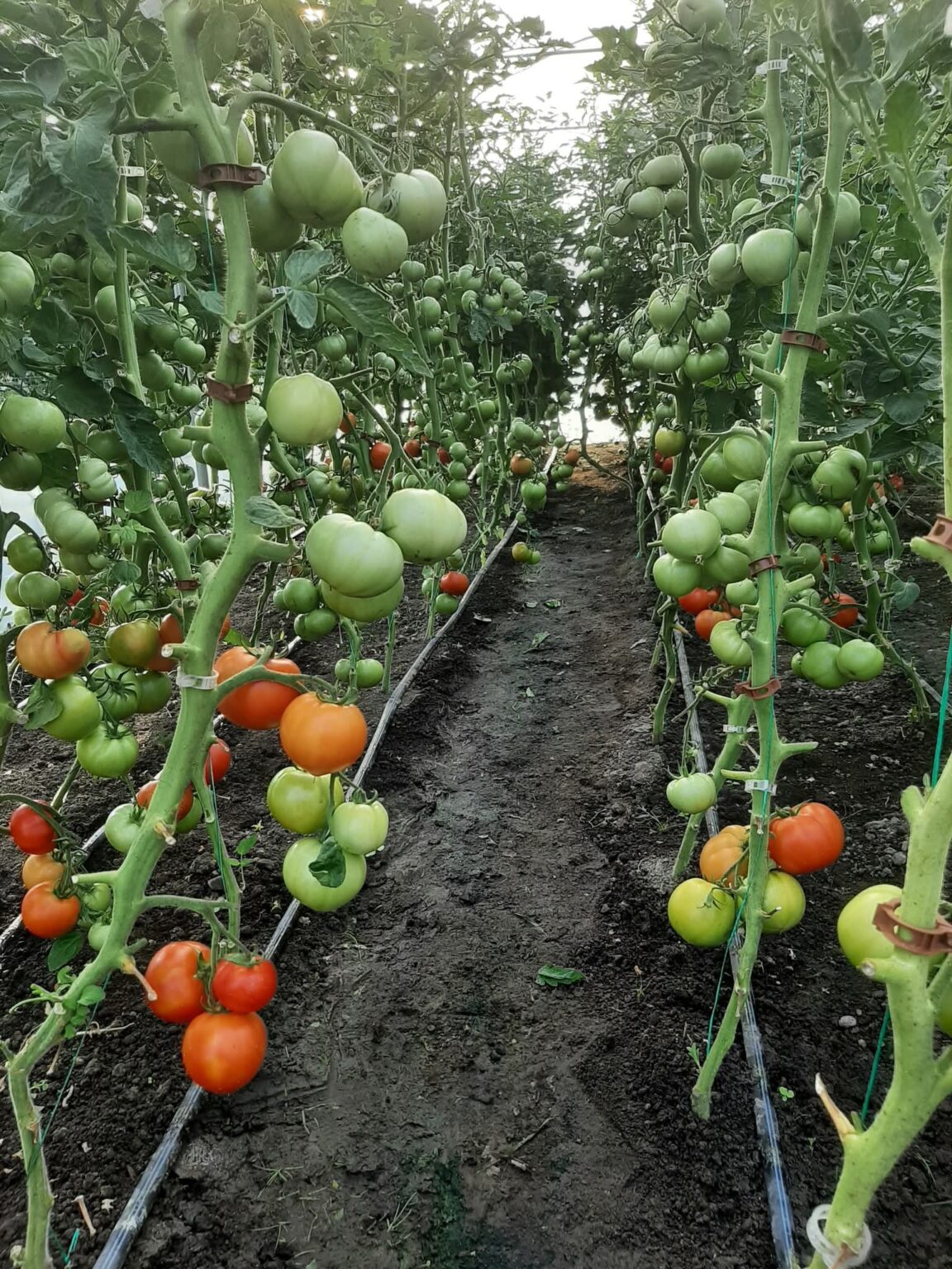 DSVSA Dâmbovița: Reguli stricte pentru producătorii de legume, fructe și plante aromatice privind cerințele de igienă și siguranță alimentară DSVSA Dâmbovița : Reguli stricte pentru producătorii de legume, fructe și plante aromatice privind cerințele de igienă și siguranță alimentară Direcția Sanitară Veterinară și pentru Siguranța Alimentelor (DSVSA) Dâmbovița desfășoară, în această perioadă, o campanie de informare adresată operatorilor din sectorul alimentar care produc sau recoltează produse vegetale. În cadrul campaniei, sunt distribuite materiale informative elaborate de Autoritatea Națională Sanitară Veterinară și pentru Siguranța Alimentelor (ANSVSA), care conțin recomandări esențiale pentru producătorii primari de alimente de origine nonanimală. Scopul acestor materiale este de a sprijini agricultorii în aplicarea corectă a normelor de igienă și în respectarea legislației europene și naționale în domeniu. Informațiile sunt relevante pentru obținerea subvențiilor Broșura distribuită conține acțiuni de bază care pot ajuta producătorii să se conformeze cerințelor privind condiționalitatea – un criteriu important în acordarea subvențiilor pentru culturile de legume, fructe, plante aromatice sau cereale. Regulamentul CE nr. 852/2004 – igiena în prim-plan Potrivit legislației europene, producătorii trebuie să întocmească și să păstreze evidențe clare privind măsurile luate pentru controlul riscurilor, dar și rezultatele analizelor efectuate pe probe relevante din culturile proprii. Ghid util pentru riscurile microbiologice DSVSA recomandă consultarea documentului de orientare al Comisiei Europene privind abordarea riscurilor microbiologice în producția primară de fructe și legume proaspete. Ghidul poate fi accesat online, pe site-ul ANSVSA, la adresa: