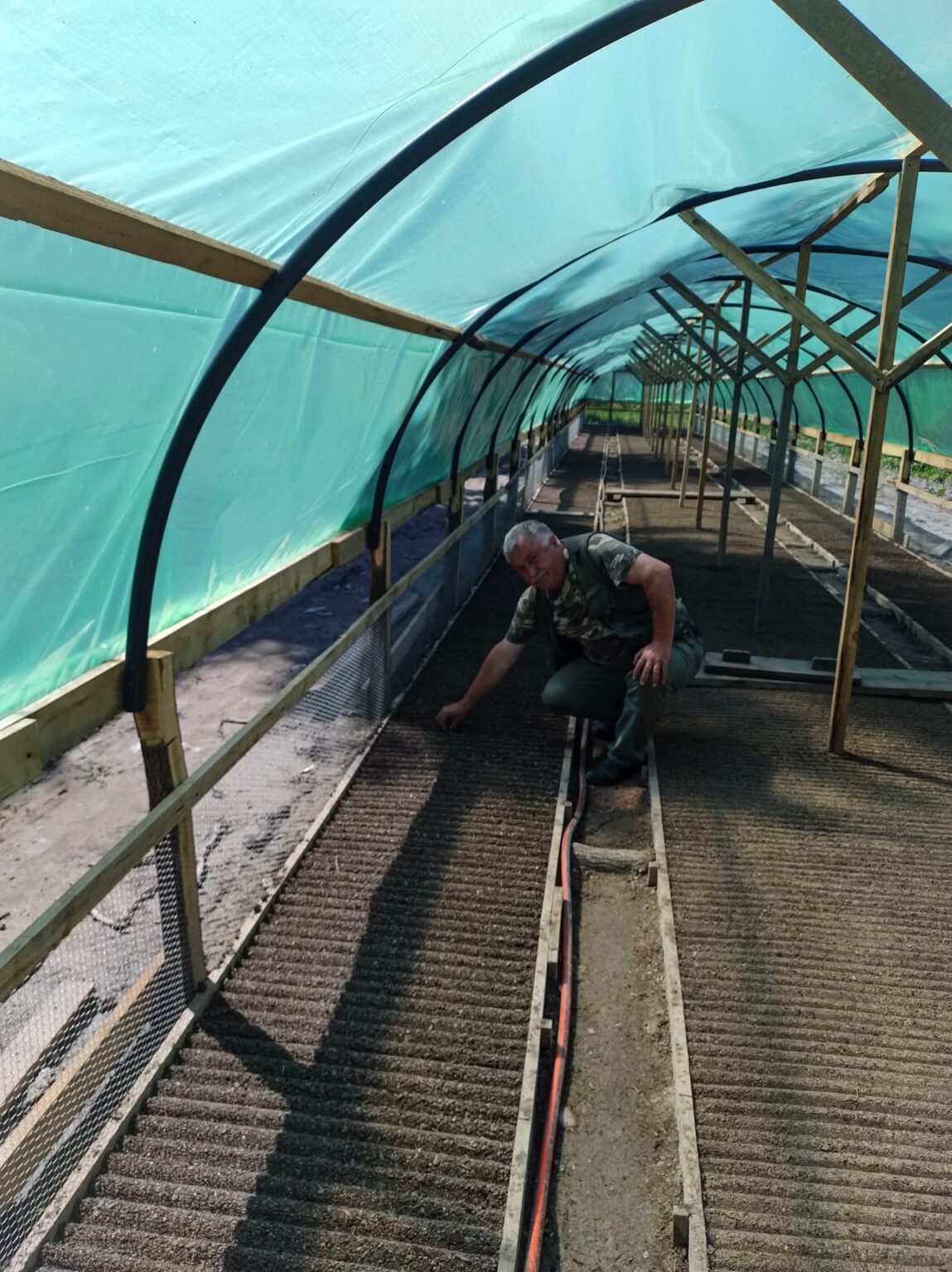 Direcția Silvică Dâmbovița produce puieți de rășinoase în solarii pentru campaniile viitoare de împădurire