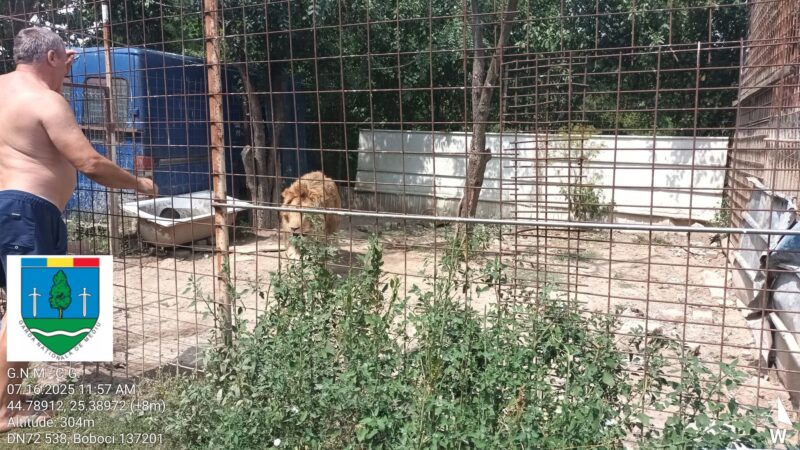 Grădină zoologică improvizată în comuna Dragodana:  Amenzi de 120.000 de lei și nereguli grave