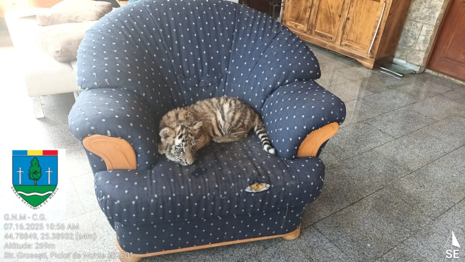 Grădină zoologică improvizată în comuna Dragodana:  Amenzi de 120.000 de lei și nereguli grave