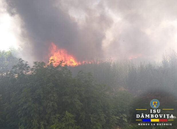 Incendiile, un pericol real în tot județul Dâmbovița: Flăcările au mistuit deja hectare întregi de vegetație uscată Incendiile, un pericol real în tot județul Dâmbovița: Flăcările au mistuit deja hectare întregi de vegetație uscată