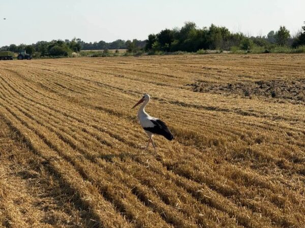 Iulie, luna lui Cuptor aduce sărbători, tradiții și superstiții Iulie, luna lui Cuptor aduce sărbători, tradiții și superstiții