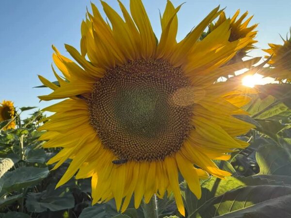 Iulie, luna lui Cuptor aduce sărbători, tradiții și superstiții