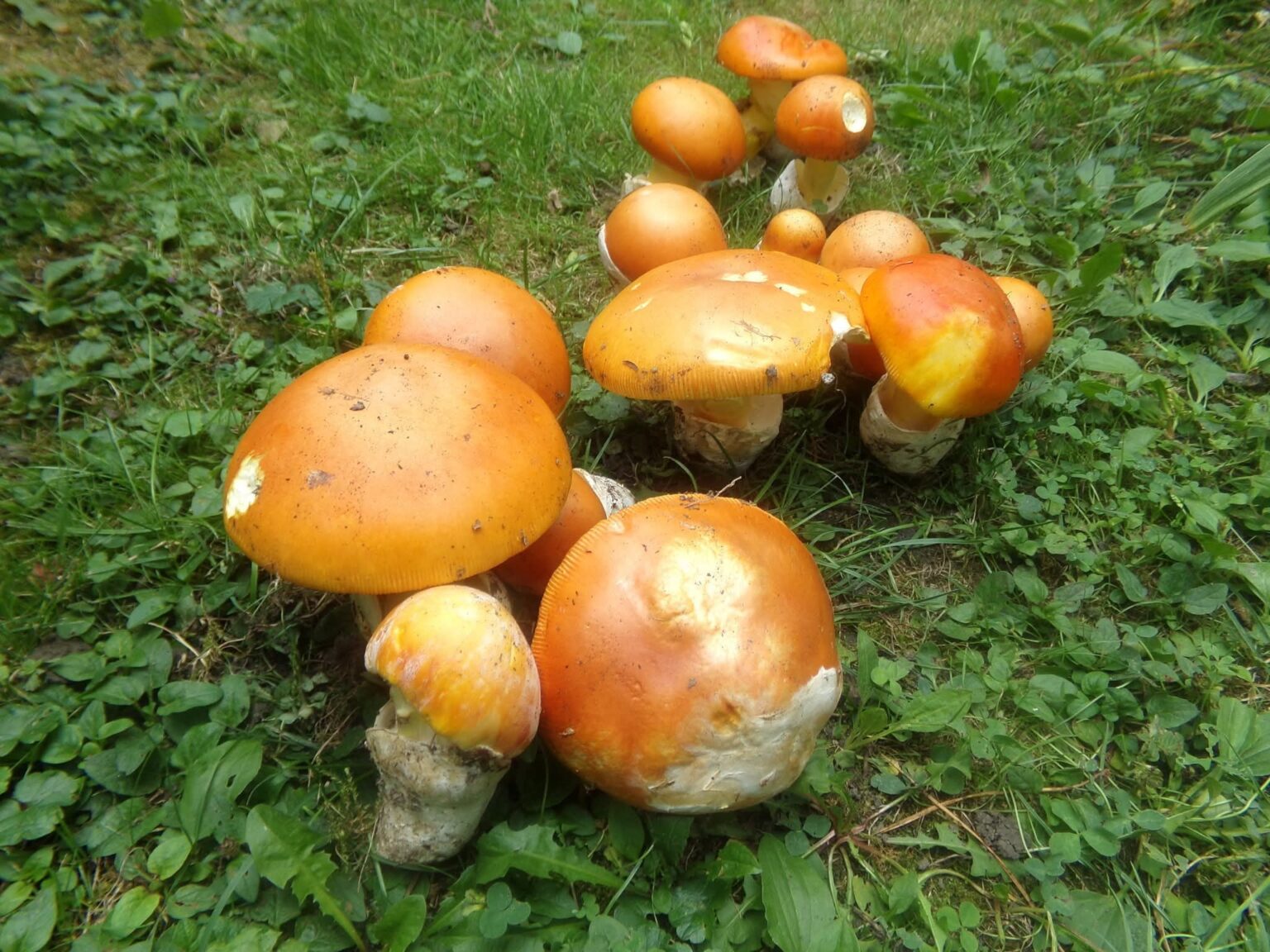 ALERTĂ! Pericolul consumului de ciuperci sălbatice, un om a murit, alții sunt în spital ALERTĂ! Pericolul consumului de ciuperci sălbatice, un om a murit, alții sunt în spital