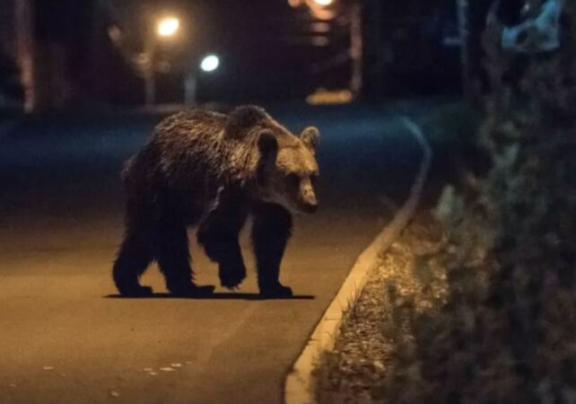 Urs semnalat în satul Drăgăești, comuna Mănești: Intervenție rapidă a autorităților și RO-Alert pentru populație