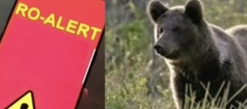 Urs semnalat în satul Colibași, comuna Iedera, populația avertizată prin RO-Alert