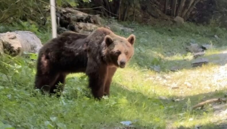 Urșii au creat panică la Moroeni: Populația, avertizată prin RO-Alert Urșii au creat panică la Moroeni: Populația, avertizată prin RO-Alert